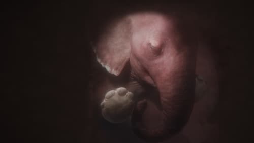 In the Womb: Animal Babies 1. Sezon 2. Bölüm Full Hd İzle